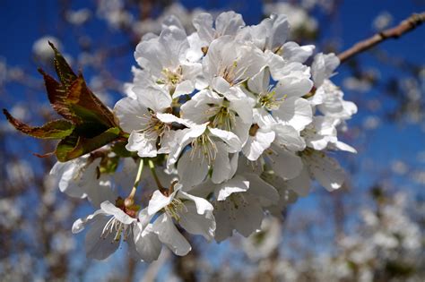 The Cherry Blossom as a Symbol of Femininity in 